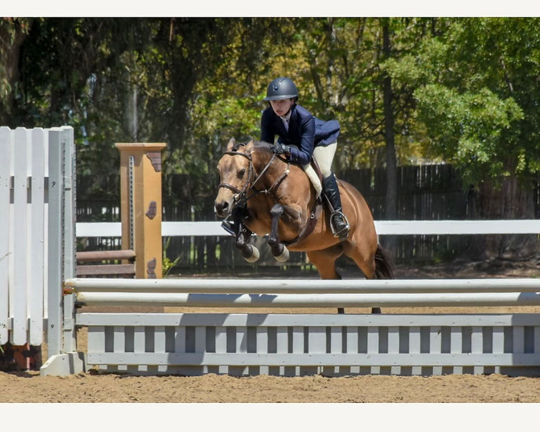 Dreamland Farms Sale Horses